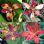 Image result for Pardancanda norrisii