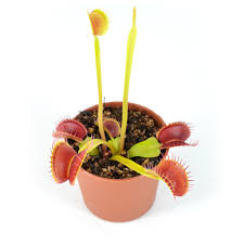 Attēlu rezultāti vaicājumam “Diachea muscorum”