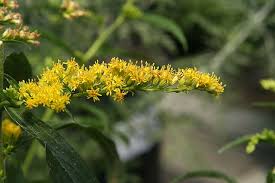 Attēlu rezultāti vaicājumam “Solidago canadensis flower”