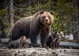 Image result for brown bear