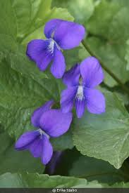 Attēlu rezultāti vaicājumam “Viola sororia”