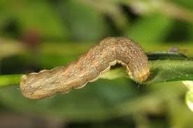 Attēlu rezultāti vaicājumam “Xestia c-nigrum”