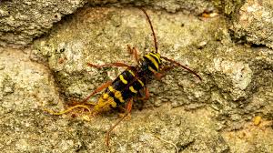 Attēlu rezultāti vaicājumam “Plagionotus detritus”