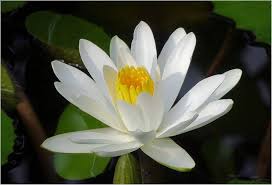 Attēlu rezultāti vaicājumam “Nymphaea alba flower”
