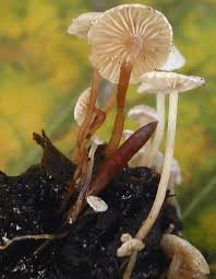 Attēlu rezultāti vaicājumam “Collybia cirrhata”