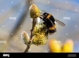 Attēlu rezultāti vaicājumam “Salix myrsinifolia female flower”