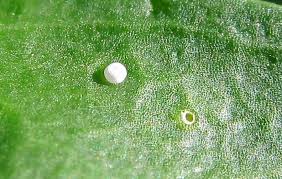 Attēlu rezultāti vaicājumam “Maculinea alcon eggs”