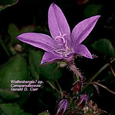 Attēlu rezultāti vaicājumam “Campanulaceae”