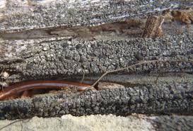 Attēlu rezultāti vaicājumam “Trapeliopsis flexuosa”