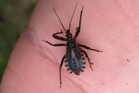 Attēlu rezultāti vaicājumam “Rhynocoris annulatus imago”