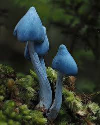 Attēlu rezultāti vaicājumam “Craterium minutum cf. var. brunneum macro”