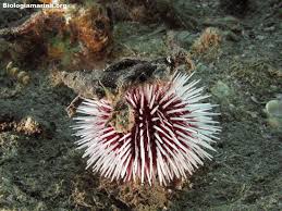 Attēlu rezultāti vaicājumam “Riccia canaliculata”