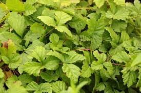 Attēlu rezultāti vaicājumam “Rubus arcticus”