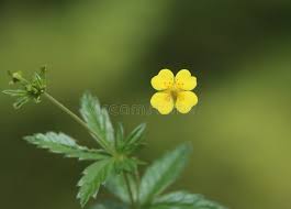 Attēlu rezultāti vaicājumam “Potentilla erecta bud”
