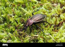 Attēlu rezultāti vaicājumam “Carabus cancellatus”