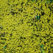 Image result for Mauerpfeffer