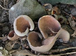 Attēlu rezultāti vaicājumam “Otidea bufonia”