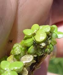 Attēlu rezultāti vaicājumam “Lemna gibba”