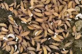 Attēlu rezultāti vaicājumam “Hypogastrura sp.”