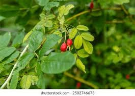 Attēlu rezultāti vaicājumam “Rosa majalis fruit”