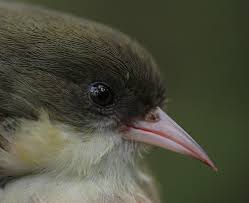 Image result for Bushiki Kwai