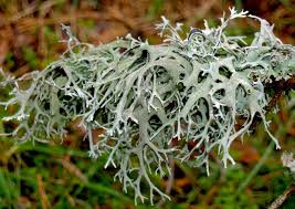 Attēlu rezultāti vaicājumam “Pseudevernia furfuracea”