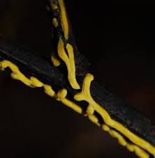 Attēlu rezultāti vaicājumam “Physarum luteolum”