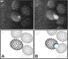Attēlu rezultāti vaicājumam “Ochropsora ariae spores”