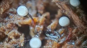 Attēlu rezultāti vaicājumam “Cribraria ferruginea stalked”