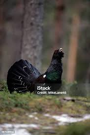 Attēlu rezultāti vaicājumam “Tetrao urogallus male”