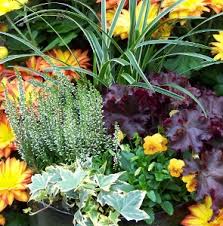 Attēlu rezultāti vaicājumam “Calluna vulgaris bud”