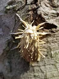 Attēlu rezultāti vaicājumam “Akanthomyces aculeatus”