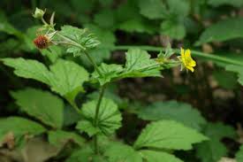 Attēlu rezultāti vaicājumam “Geum urbanum leaf”