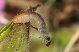 Attēlu rezultāti vaicājumam “Perizoma affinitata”