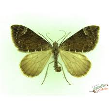 Attēlu rezultāti vaicājumam “Dysstroma truncata”