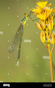 Attēlu rezultāti vaicājumam “Lestes virens female”