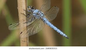 Attēlu rezultāti vaicājumam “Orthetrum brunneum”