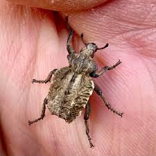 Image result for Brachycerus undatus