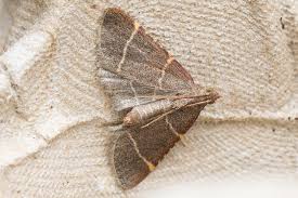 Attēlu rezultāti vaicājumam “Hypsopygia glaucinalis”