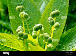 Attēlu rezultāti vaicājumam “Mercurialis perennis”