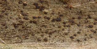 Attēlu rezultāti vaicājumam “Arthonia vinosa”