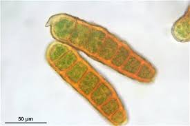 Attēlu rezultāti vaicājumam “Orthotrichum lyellii”