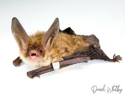 Attēlu rezultāti vaicājumam “Myotis daubentonii”