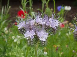 Image result for Phacelia