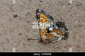 Attēlu rezultāti vaicājumam “Limenitis populi underside”