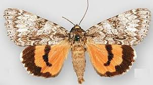 Attēlu rezultāti vaicājumam “Catocala fulminea”