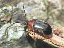 Attēlu rezultāti vaicājumam “Isomira murina”