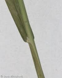 Attēlu rezultāti vaicājumam “Poa remota leaf”