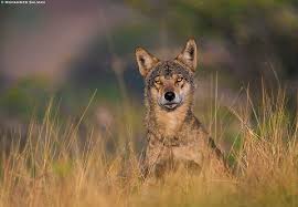 Attēlu rezultāti vaicājumam “Canis lupus”