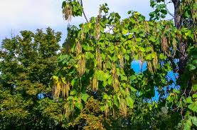 Attēlu rezultāti vaicājumam “Catalpa ovata fruit”
